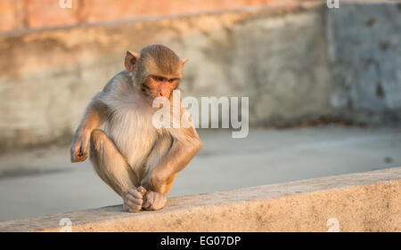 An infant Macaque monkey at the Monkey Temple, Jaipur, India. Stock Photo