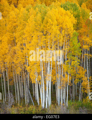 Gunnison National Forest, West Elk Mountains, CO: Aspen grove in fall Stock Photo