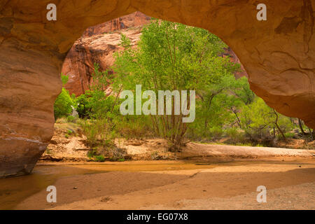 Coyote Natural Bridge in Coyote Gulch as part of the Glen Canyon National Recreation Area. Utah. Spring Stock Photo