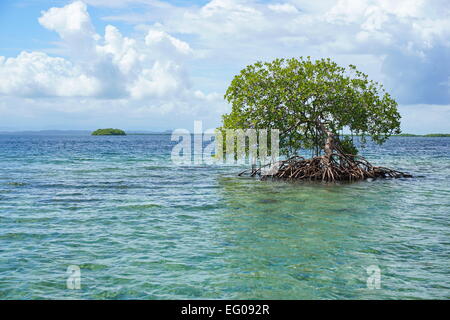 Secluded mangrove tree in the water with an island at the horizon, Caribbean sea, Panama, Bocas del Toro archipelago Stock Photo