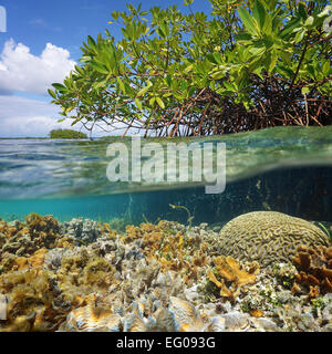 Over and under sea surface near an islet of mangrove with foliage above waterline and corals underwater, Caribbean, Panama Stock Photo