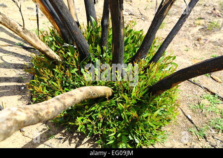 Ravaged by bushfire, native Australian plants regenerate and regrow at ...