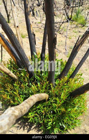 Ravaged by bushfire, native Australian plants regenerate and regrow at ...