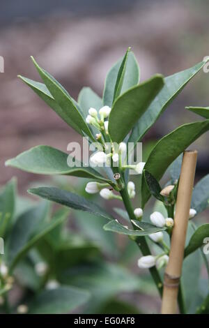Kumquat Meiwa plant with Flowers Stock Photo