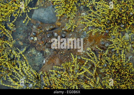 'Neptune's Necklace' (Hormosira banksii), an algae or seaweed that is common in rock pools on the east coast of Australia. Stock Photo