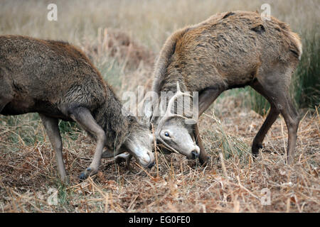 London, UK. 12th February, 2015. Young red deer practice their fighting techniques in preparation for the rutting season later in the year. Credit:  JOHNNY ARMSTEAD/Alamy Live News Stock Photo