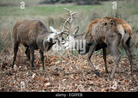 London, UK. 12th February, 2015. Young red deer practice their fighting techniques in preparation for the rutting season later in the year. Credit:  JOHNNY ARMSTEAD/Alamy Live News Stock Photo