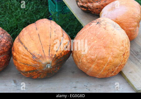 Pumpkins on wooden benches for autumn sale Stock Photo