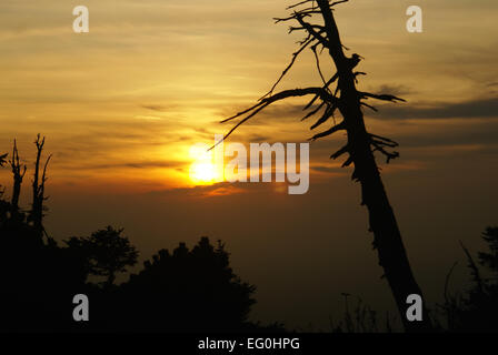 Ghostly dead tree with red sunset Stock Photo