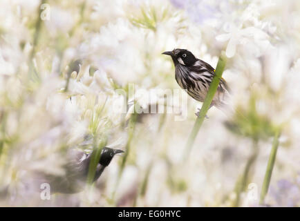 Australia, Melbourne, New Holland Honeyeaters in Agapanthus flowers Stock Photo