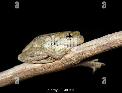 Australia, Victoria, Yarrawonga, Peron's tree frog on branch at night Stock Photo