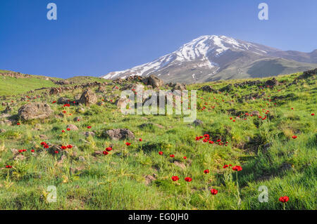 Poppies Beautiful Flowering Meadow Of Poppies In The Rays Of The 