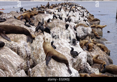 USA, California, Monterey, Sea Lions and birds Stock Photo