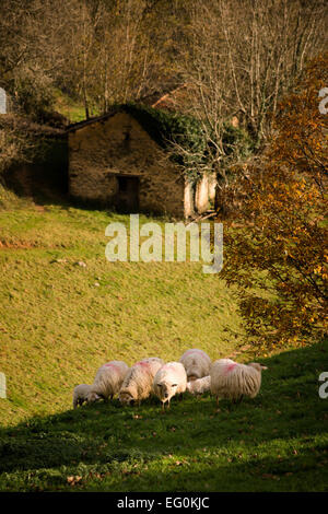 A vertical of flock of sheep grazing in a yellow field, clear sunlit ...