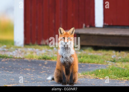 Red fox, Vulpes vulpes, sitting outside house in swedish lapland, sweden Stock Photo