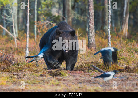 Big brown bear, Ursus arctos coming out from forest and crows are running away, Kuhmo, Finland Stock Photo