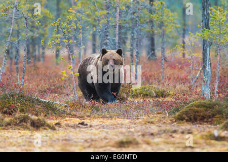 Brown bear, Ursus arctos, walking in red autumn colored bushes, Kuhmo, Finland Stock Photo