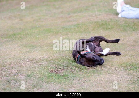 Staffordshire bull terrier rolling on grass Stock Photo