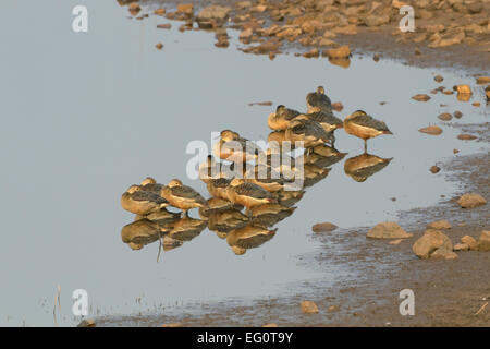 Lesser Whistling Duck - Dendrocygna javanica Stock Photo