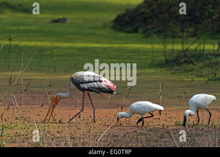 Painted Stork - Mycteria leucocephala - feeding with Eurasian Spoonbills - Platalea leucorodia Stock Photo