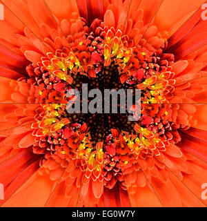 Orange Flower Center Symmetric Collage Made of Collection of Various Wildflowers. Pieces are Seamlessly Divided into 24 Symmetri Stock Photo