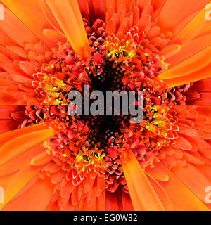 Orange Flower Center Symmetric Collage Made of Collection of Various Wildflowers. Pieces are Seamlessly Divided into 24 Symmetri Stock Photo