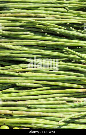 Moringa oleifera, drumstick, India Stock Photo