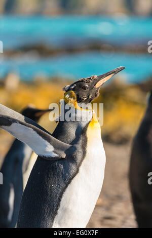 King penguin (Aptenodytes patagonicus) moulting, late afternoon at Prion Island in the Bay of Isles, South Georgia and Sandwich Stock Photo