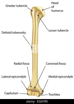 deltoid tuberosity of humerus