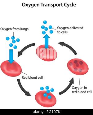 Labeled Oxygen Transport Diagram Stock Vector Image & Art - Alamy