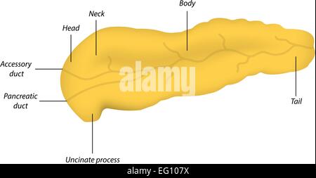 The pancreatic duct Stock Photo: 13235304 - Alamy