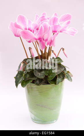 Cyclamen persicum-Hybride. Potted cyclamen persicum (a large 'florists' cultivar'). Stock Photo