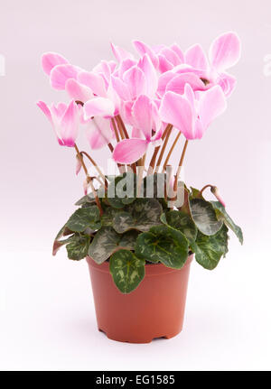 Pink cyclamen persicum-Hybride. Potted cyclamen persicum (a large 'florists' cultivar') . Stock Photo