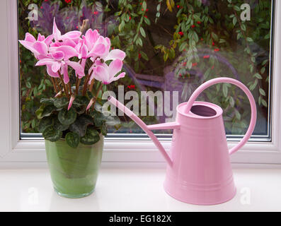 Cyclamen persicum-Hybride. Potted cyclamen persicum (a large 'florists' cultivar') on a windowsill with a pink watering can. Stock Photo