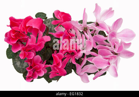 Cyclamen persicum-Hybride. Potted cyclamen persicum (a large 'florists' cultivar') cut out from above. Stock Photo