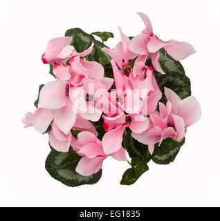 Cyclamen persicum-Hybride. Potted cyclamen persicum (a large 'florists' cultivar'). Cut out from above. Stock Photo