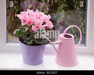 Cyclamen persicum-Hybride. Potted cyclamen persicum (a large 'florists' cultivar') on a windowsill with a pink watering can. Stock Photo