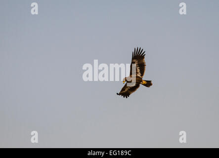 Juvenile Steppe Eagle (Aquila nipalensis) in flight, UAE Stock Photo