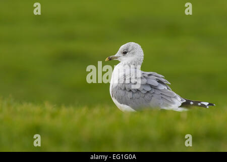 Mew gull foraging in grasslands Stock Photo
