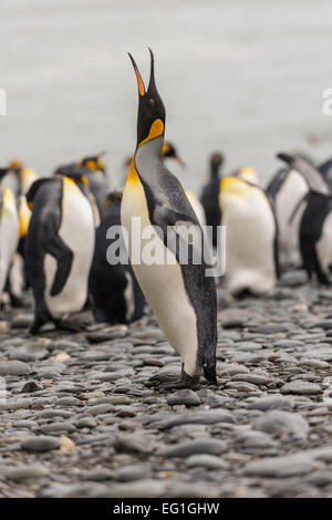 King penguin (Aptenodytes patagonicus) calling, on Salisbury Plain, Bay of Isles on the north coast of South Georgia Stock Photo