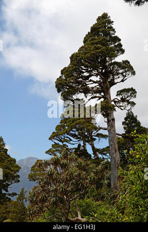 A New Zealand Cedar dominates a patch of alpine native forest in Westland. Libocedrus bidwillii are variously called Pāhautea, K Stock Photo