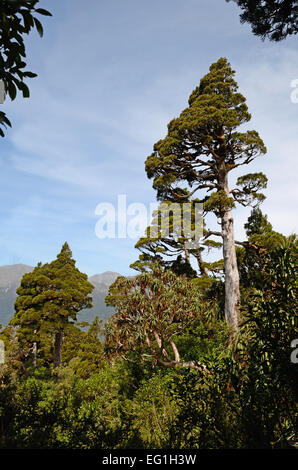 A New Zealand Cedar dominates a patch of subalpine native forest in Westland, New Zealand Stock Photo