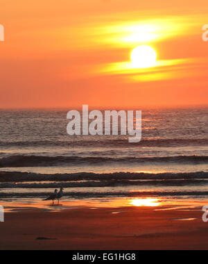 A pair of Ring-billed Gulls along the shore of the Atlantic Ocean at sunrise. Stock Photo