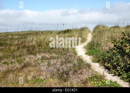 Sebastian Florida,North Hutchinson Orchid Island,Sebastian Inlet water State Park,natural sand dune,grass,path,hill,visitors travel traveling tour tou Stock Photo