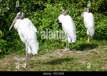 Sebastian Florida,North Hutchinson Orchid Island,Sebastian Inlet water State Park,wood stork,Mycteria americana,endangered list,visitors travel travel Stock Photo