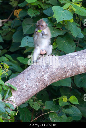 Baby long-tailed macaque in Penang National Park in Penang, Malaysia. Stock Photo