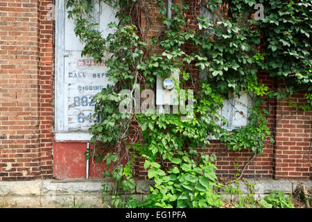 boarded up windows in  brick wall with an electric meter.and ivy. Stock Photo