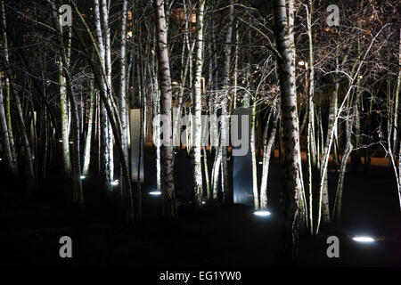 Sleeping' Birch Trees Rest Their Branches at Night, Smart News