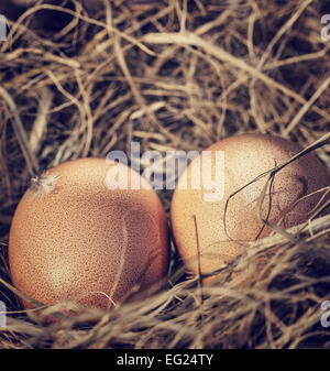 Closeup photo of two raw chicken eggs in the nest, traditional festive Easter food and decoration, Christian  holiday Stock Photo
