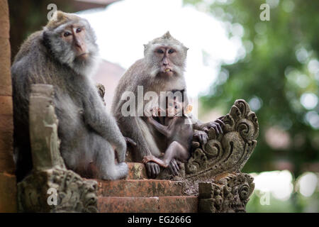 Macaque monkeys in Indonesia Stock Photo